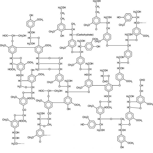A lignin lehetséges szerkezete